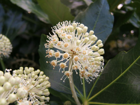 fatsia cicek