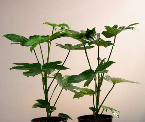 Fatsia