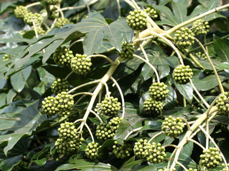 Fatsia cicek gecmis hali