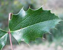 mahonia